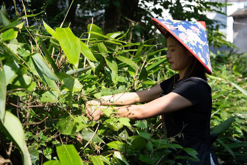 တရုတ်နိုင်ငံ အန်းဟွေးပြည်နယ် ဟွမ်ဆန်းမြို့ ရှိုးနင်ခရိုင် ဟိုင်ယန်မြို့နယ် ရှီရန်ကျေးရွာတွင် လုပ်ငန်းတည်ထောင်သူလူငယ် ကျိန့်ဟွေ့က ကောက်ညှင်းထုပ် ထုပ်မည့် ဝါးရွက်များအား ခူးဆွတ်နေသည်ကို ၂၀၂၆ ခုနှစ် ဇွန် ၁၅ ရက်က တွေ့ရစဉ် (ဆင်ဟွာ)