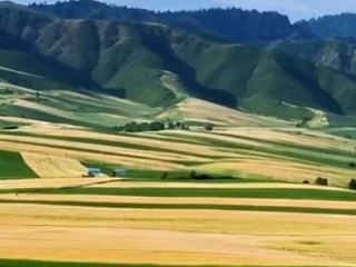 ရွှေအိုရောင် ဂျုံခင်းတစ်ဝက်နှင့် စိမ်းလန်းသော ပဲခင်းတစ်ဝက်-လယ်ယာမြေပေါ်က သဘာဝ၏ အပြောင်မြောက်ဆုံးလက်ရာ