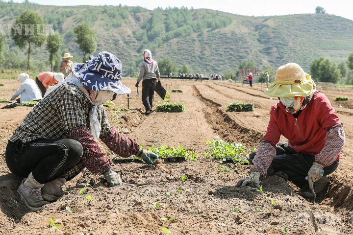 အအေးပိုင်းရာသီဥတု ဟင်းသီးဟင်းရွက်များက ကုန်းမြင့်ကျေးလက်ဒေသ၏ “တက်ကြွသော ထုတ်လုပ်ရေးလုပ်ငန်း” ဖြစ်လာ