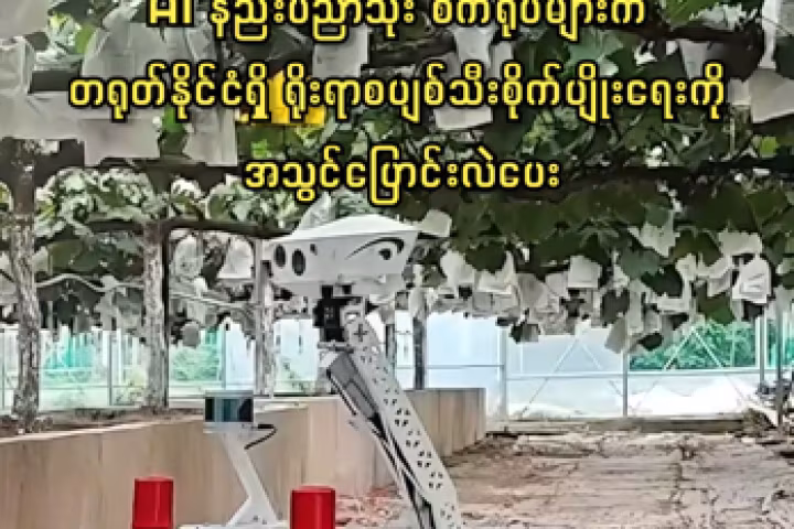 AI နည်းပညာသုံး စက်ရုပ်များက တရုတ်နိုင်ငံရှိ ရိုးရာစပျစ်သီးစိုက်ပျိုးရေးကို အသွင်ပြောင်းလဲပေး
