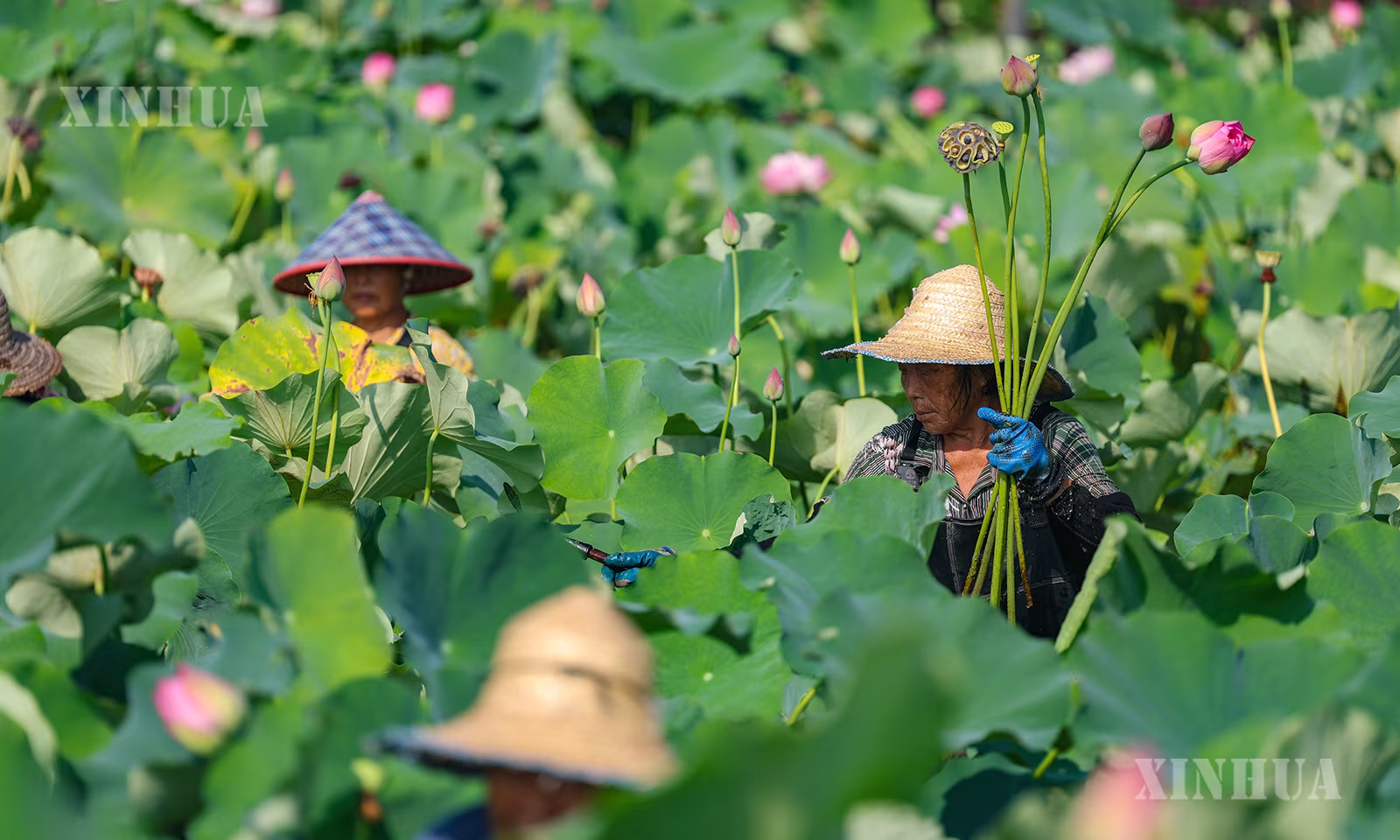 တရုတ်နိုင်ငံ ချုံချင့်မြို့၊ တာ့ကျူခရိုင်၊ လုံဆွေမြို့နယ်ရှိ ယာမေကျား ကြာပန်းစိုက်စခန်းတွင် ပန်းစိုက်တောင်သူများက လတ်ဆတ်သောပန်းများ ခူးဆွတ်နေသည်ကို ၂၀၂၆ ခုနှစ် ဩဂုတ် ၁၁ ရက်က တွေ့ရစဉ် (ဆင်ဟွာ)