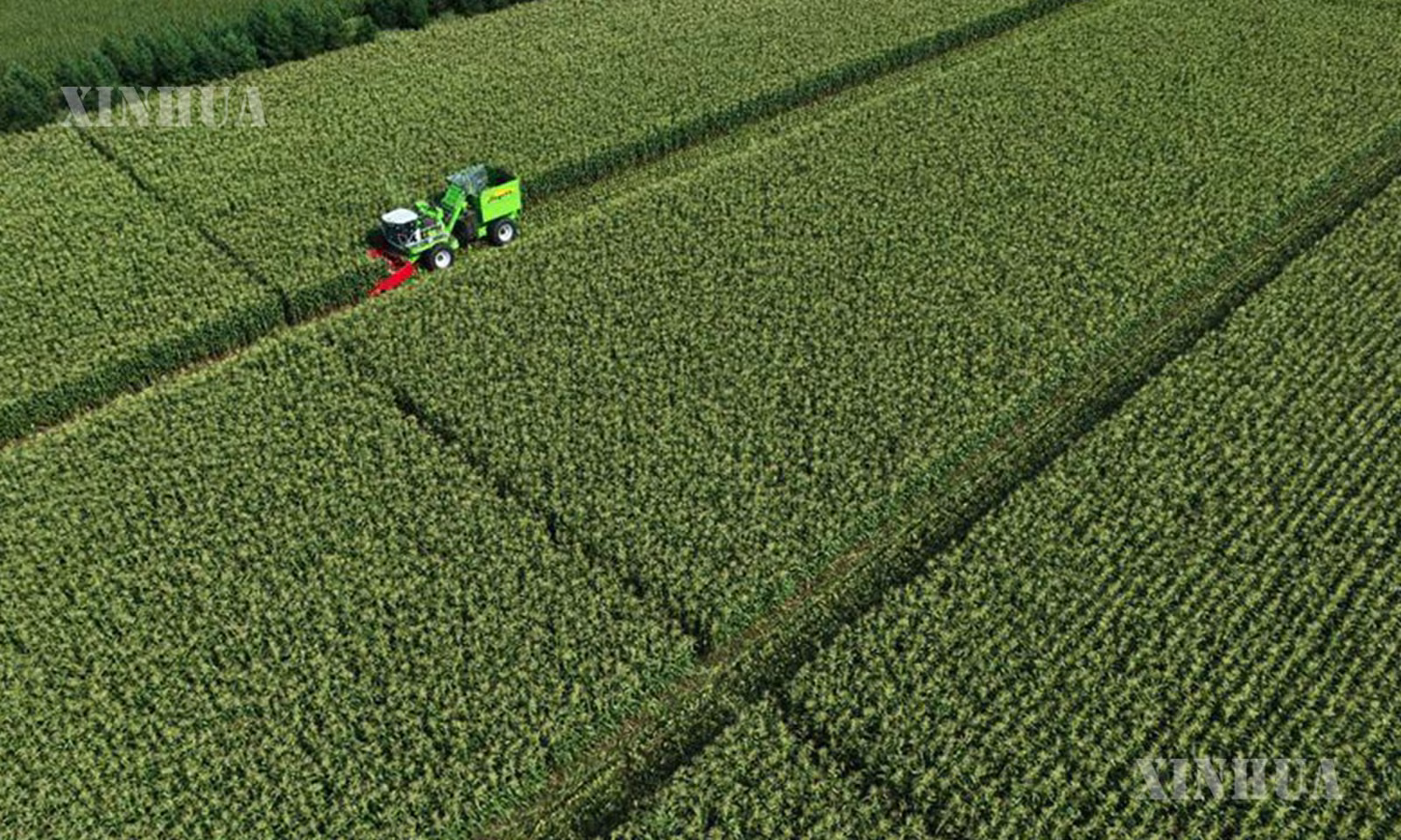 Beidahuang Group Heilongjiang Jianshan Farm Co., Ltd. ၏ လတ်ဆတ်သောပြောင်းခင်းများတွင် လယ်ယာသုံးစက်မောင်းနှင်ကာ ပြောင်းဖူးများ ရိတ်သိမ်းနေသည်ကို ၂၀၂၆ ခုနှစ် ဩဂုတ် ၂၀ ရက်က တွေ့ရစဉ် (ဆင်ဟွာ)