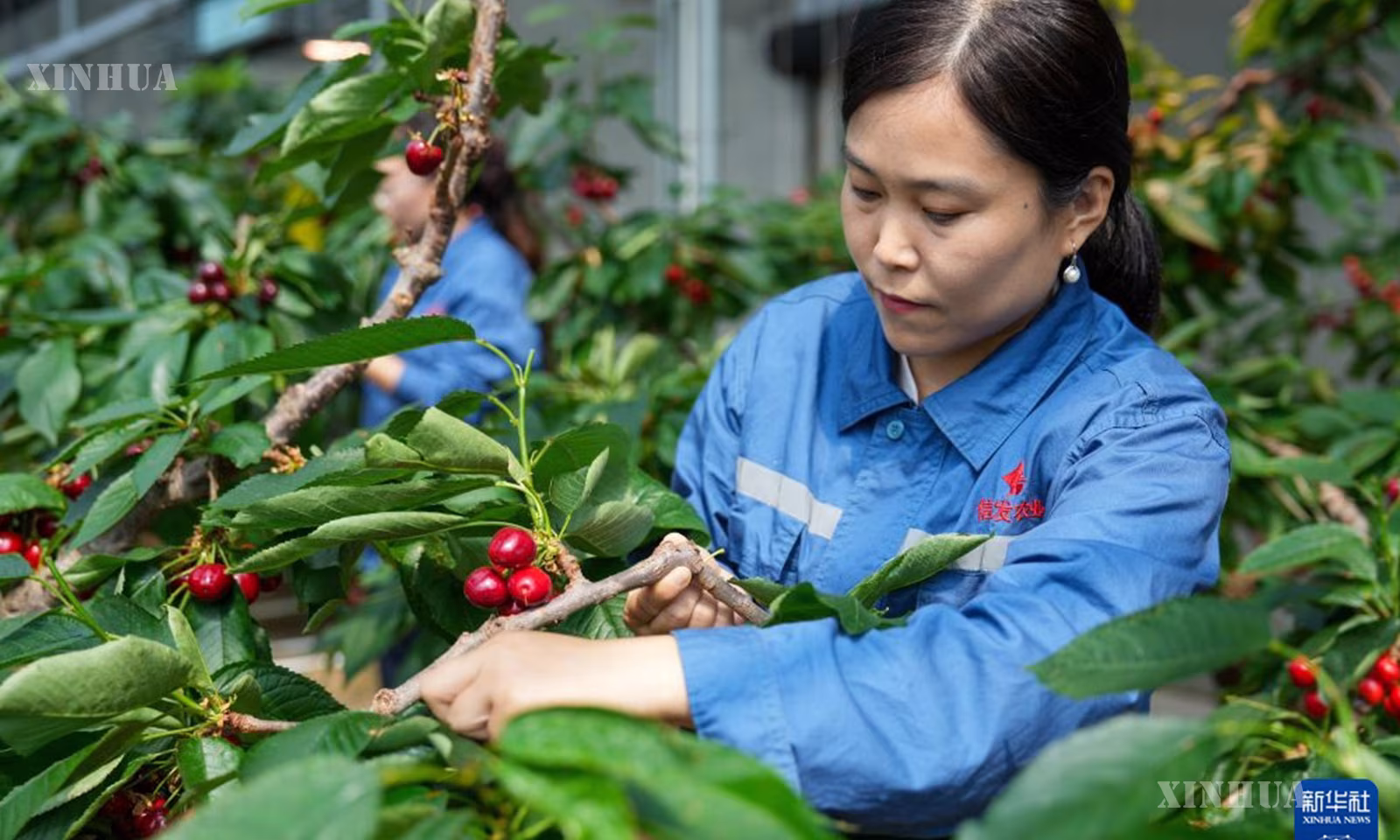 တရုတ်နိုင်ငံ ဆန်းတုန်းပြည်နယ်၊ လျောင်ချိန်မြို့၊ ချီဖိန်ခရိုင်ရှိ ရှင့်ဖား ခေတ်မီစိုက်ပျိုးရေး စက်မှုဥယျာဉ်၏ ချယ်ရီစိုက်ပျိုးရေး ဖန်လုံအိမ်အတွင်း ချယ်ရီပင်များ ပြုစုထိန်းသိမ်းနေသည့် ဝန်ထမ်းတစ်ဦးကို ၂၀၂၆ ခုနှစ် ဩဂုတ် ၂၆ ရက်က တွေ့ရစဉ် (ဆင်ဟွာ)