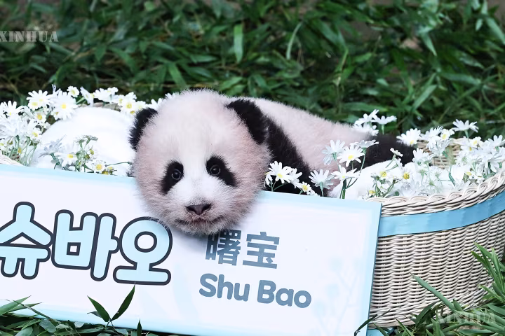 တောင်ကိုရီးယားနိုင်ငံ Everland အပန်းဖြေဥယျာဉ်တွင် မွေးဖွားခဲ့သော ပန်ဒါဝက်ဝံအား “စူပေါင်” ဟု အမည်ပေး