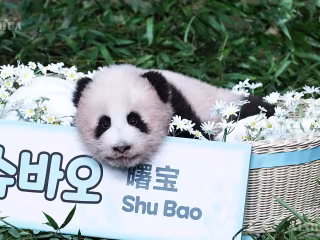 တောင်ကိုရီးယားနိုင်ငံ Everland အပန်းဖြေဥယျာဉ်တွင် မွေးဖွားခဲ့သော ပန်ဒါဝက်ဝံအား “စူပေါင်” ဟု အမည်ပေး
