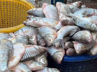မြန်မာနိုင်ငံက ၂၀၂၆-၂၀၂၇ ဘဏ္ဍာနှစ် ၅ လတာကာလအတွင်း ပြည်ပသို့ ရေထွက်ပစ္စည်း တန်ချိန် ၁၃၀,၀၀၀ ကျော် တင်ပို့နိုင်ခဲ့