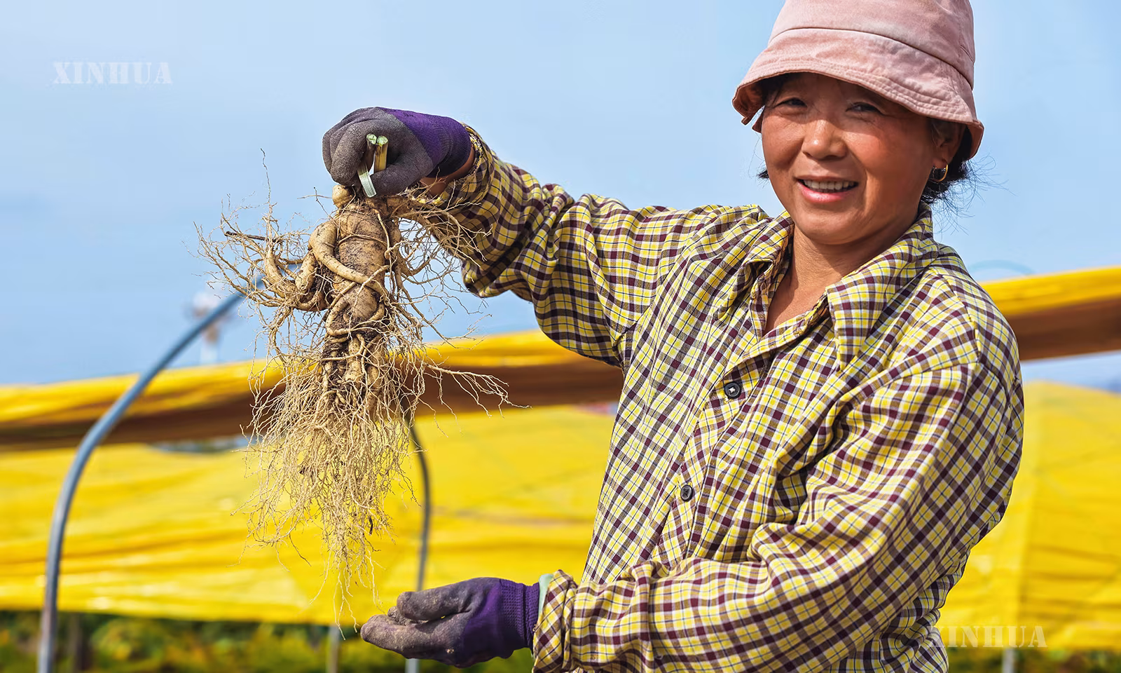တရုတ်နိုင်ငံ ကျီလျင်ပြည်နယ် ဖူဆုန်းခရိုင် ဝမ့်လျန်မြို့နယ်မှ ဂျင်ဆင်း စိုက်ပျိုးသူက တူးဖော်ထားသည့် ဂျင်ဆင်းအား ပြသနေသည်ကို ၂၀၂၆ ခုနှစ် စက်တင်ဘာလ ၂၀ ရက်က တွေ့ရစဉ် (ဆင်ဟွာ)
