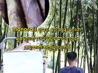 Monorail ရထားနှင့် ဒရုန်းများက မျှစ်များကို သယ်ယူပို့ဆောင်ရာတွင် အထောက်အကူပြုလျက်ရှိ