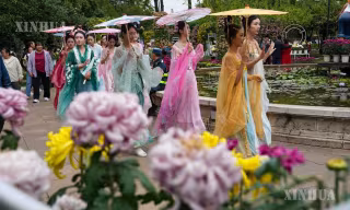 ယူနန်ပြည်နယ် ကူမင်းမြို့တွင် ဆောင်းဦးဂန္ဓမာပန်းများ ပွင့်လန်းဝေဆာလျက်ရှိ