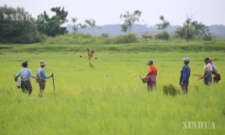 မြန်မာနိုင်ငံက လွန်ခဲ့သည့် ၆ လအတွင်း ဆန်တန်ချိန် ၉၇၀,၀၀၀ ကျော် တင်ပို့ခဲ့