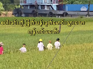 စပါးခင်းကို ဖြတ်သန်းခုတ်မောင်းသွားသော ကုန်တင်သင်္ဘော