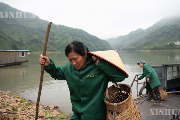 ရေကန်နှင့်တောင်တန်းကို ဖြတ်သန်းခရီးနှင်၍ လက်ဖက်သင်းရနံ့ သယ်ဆောင်လာ